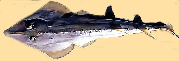 Rhinobatos (Rhinobatos) rhinobatos _08.jpg